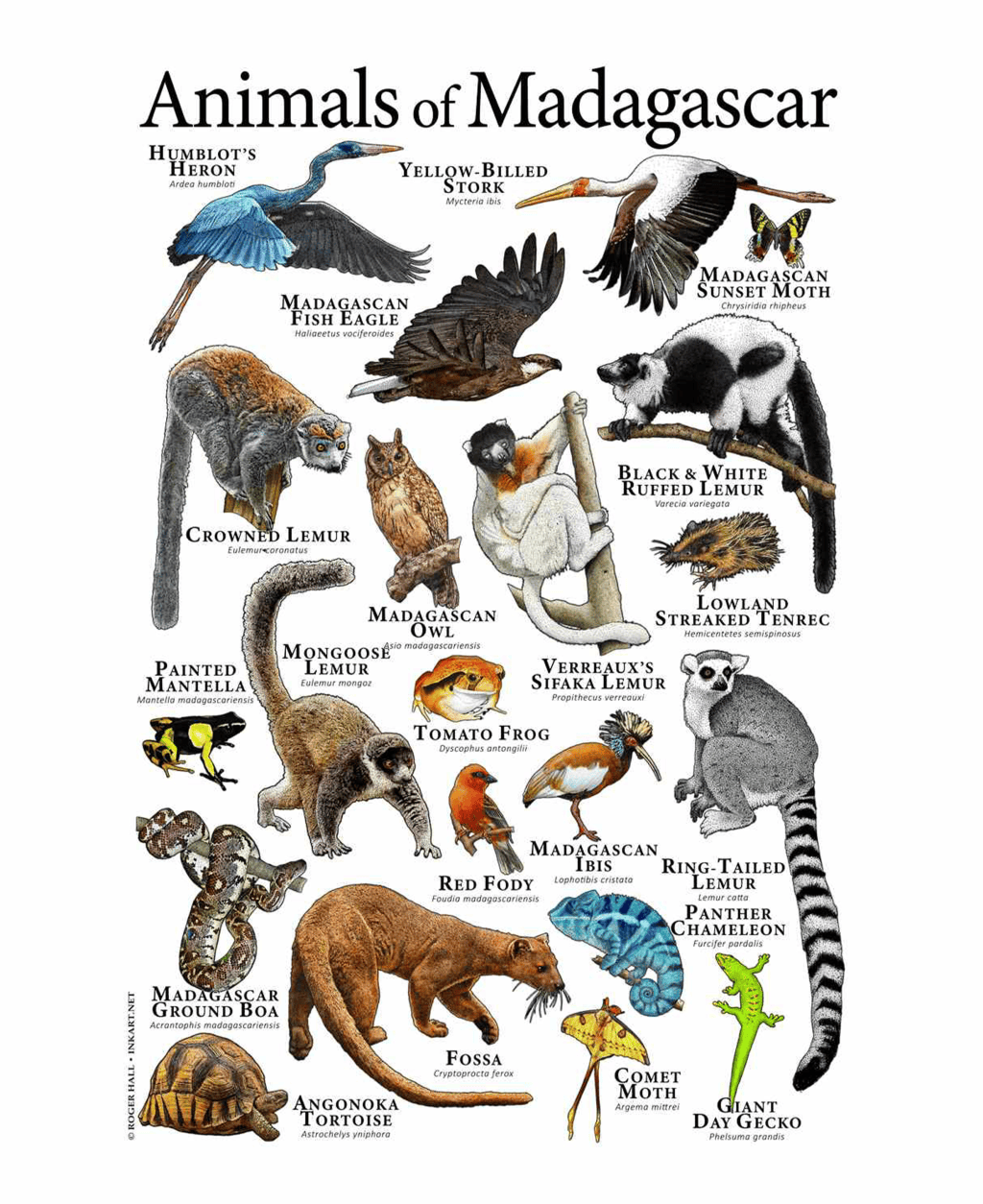 Madagascar, Genetic, Biobank, Wildlife, Animal