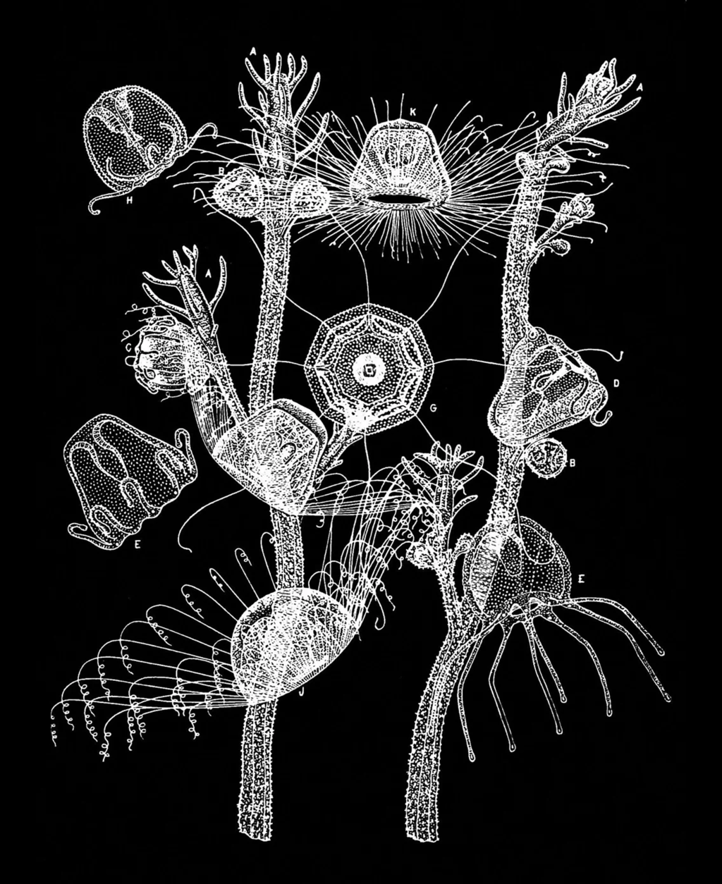 Jellyfish Code, Human Health, Medicine, dohrii