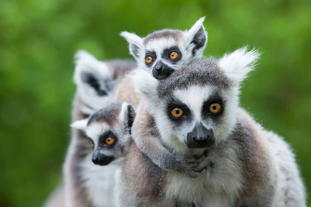 Madagascar, Genetic, Biobank, Wildlife, Animal