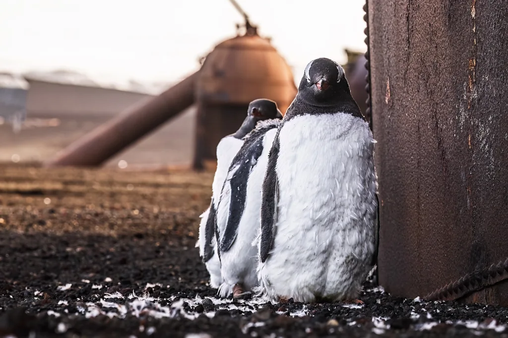 Gentoo Penguins, Climate Change, Volcanic Refuge, Island