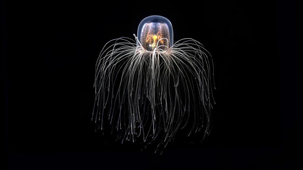 Jellyfish Code, Human Health, Medicine, dohrii