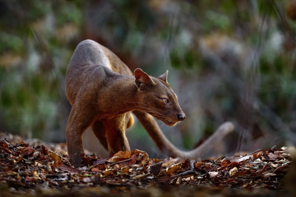 Madagascar, Genetic, Biobank, Wildlife, Animal