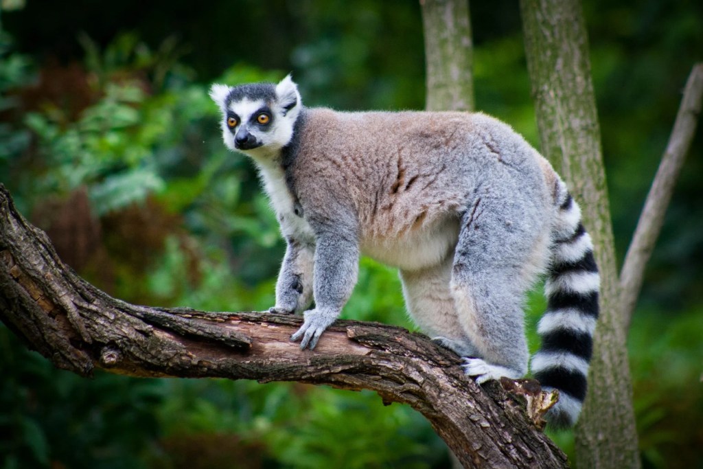 Madagascar, Genetic, Biobank, Wildlife, Animal